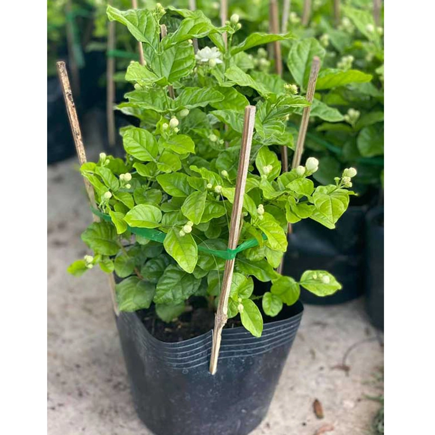Cây Hoa Nhài Ta cao khoảng 30 đến 35 cm mang vẻ trắng xanh thanh khiết