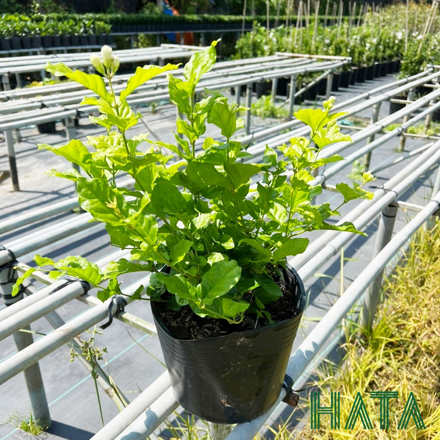 Cây Hoa Nhài Ta dáng nhỏ với sắc lá xanh và hoa trắng tinh tế trong cảnh quan