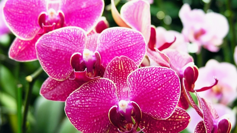 Cây hoa phong lan sống phụ sinh với dáng rễ bám tự nhiên và thân lá thanh thoát