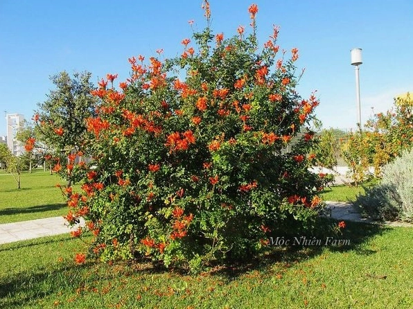 Cây hoa Rạng đông phát triển lớn mạnh khi được trồng hạ thổ ngoài vườn