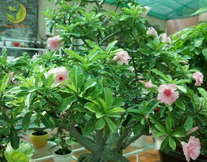 Cây Hoa sứ khỏe mạnh trong chậu phù hợp để lựa chọn làm cây cảnh sân vườn