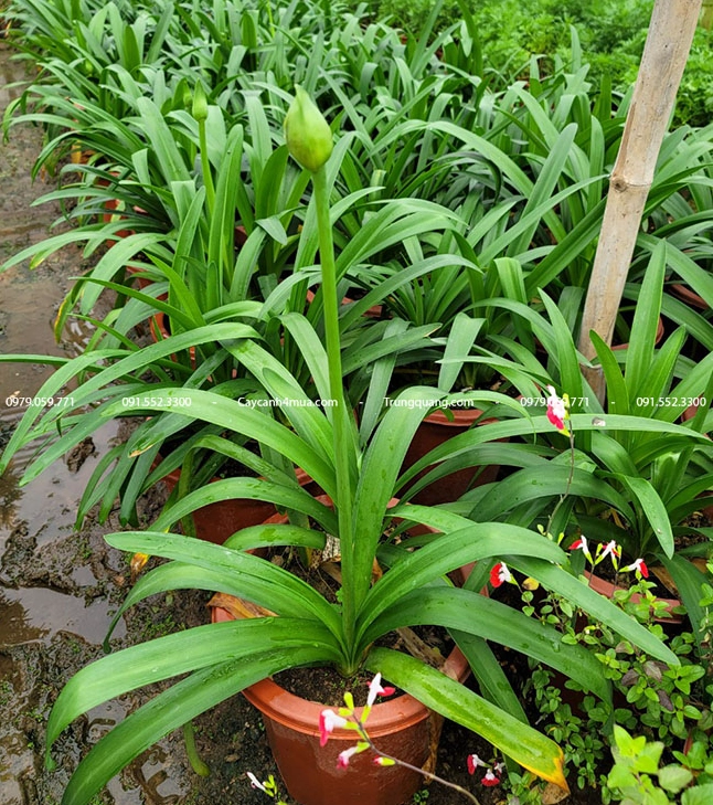 Cây Hoa Thanh Anh đang ra nụ tại vườn ươm với lá dài xanh đậm ôm sát gốc