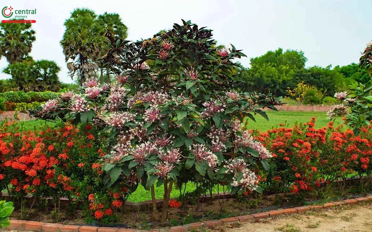 Cây hoa Thiên Phúc được trồng làm cảnh trong sân vườn với dáng cây gọn và hoa nổi bật