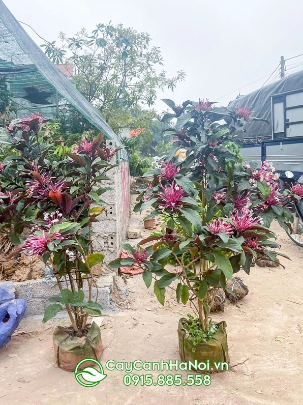 Cây hoa Thiên Phúc là cây thân gỗ còn gọi là cây Pháo Hoa với cấu trúc rõ ràng và khỏe khoắn