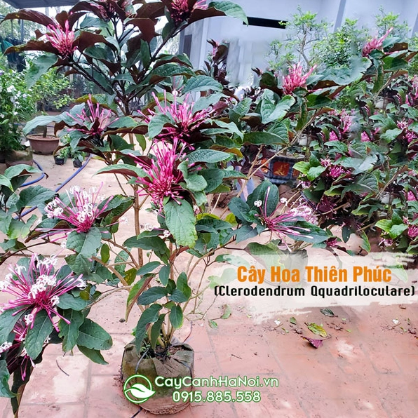 Cây hoa Thiên Phúc nở đẹp trong sân vườn với tán lá đậm màu và cụm hoa thanh mảnh