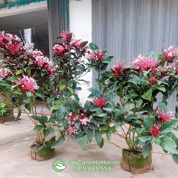 Cây hoa Thiên Phúc thân gỗ có hoa đẹp nở thành cụm mềm mại trong không gian xanh mát