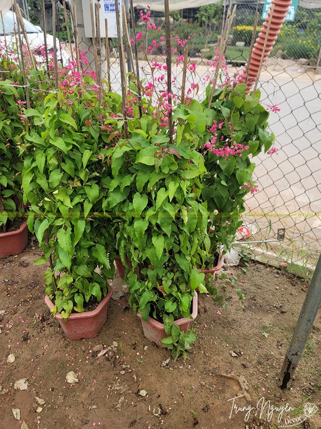 Cây Hoa Tigon thể hiện rõ đặc điểm dây leo dẻo dai cùng các chùm hoa nhỏ xinh nổi bật