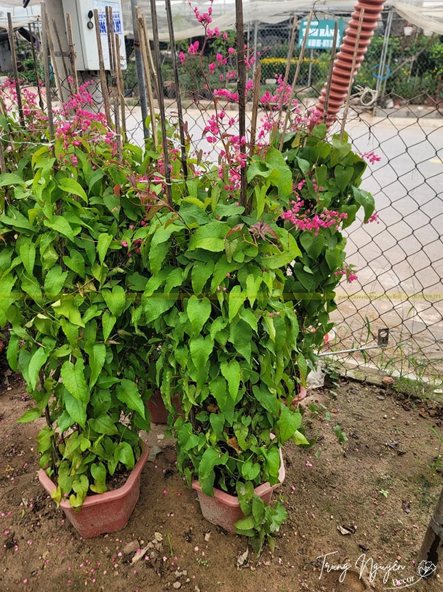 Cây Hoa Tigon trong ảnh với hoa và lá cân đối tạo cảm giác thư thái khi ngắm nhìn