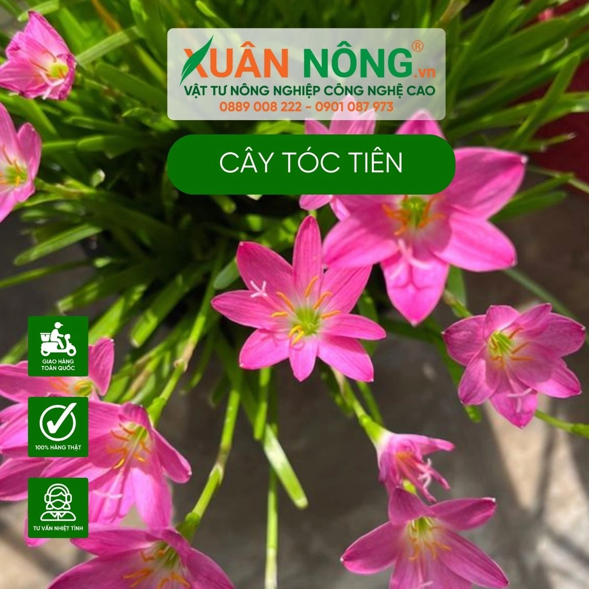 Cây Hoa tóc tiên vươn lên gọn gàng trong chậu, nổi bật bởi tán lá xanh mềm và những bông hoa tươi tắn