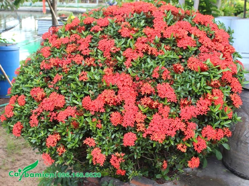 Cây hoa Trang Đỏ có tán tròn rộng khoảng 80 đến 100cm tạo thành khối cây cân xứng đẹp mắt