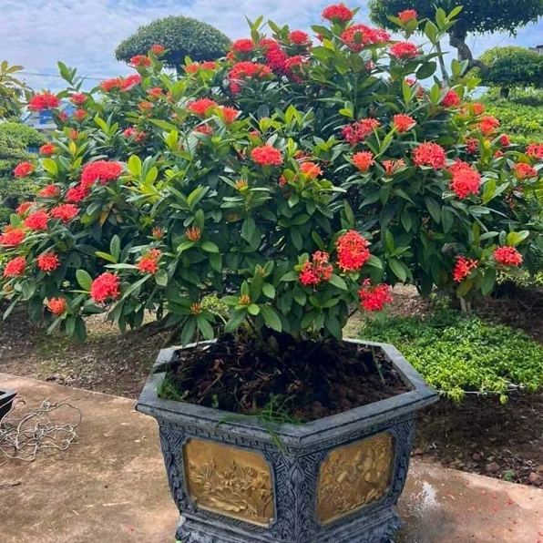 Cây hoa Trang với dáng hoa mẫu đơn Thái Lan rực rỡ trong chậu cảnh