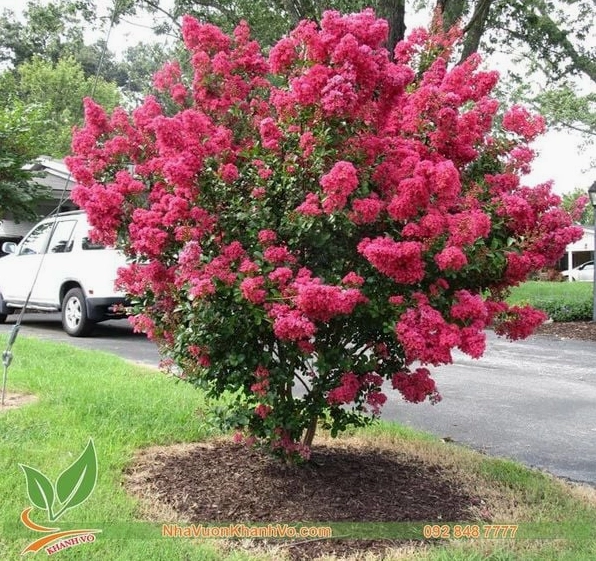 Cây Hoa Tường Vi xanh khỏe được tạo dáng đẹp để trưng trong không gian sân vườn