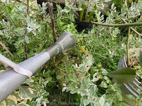 Cây Hoa Tuyết Sơn trưởng thành khỏe mạnh cho nhiều hoa sau giai đoạn chịu khô phù hợp