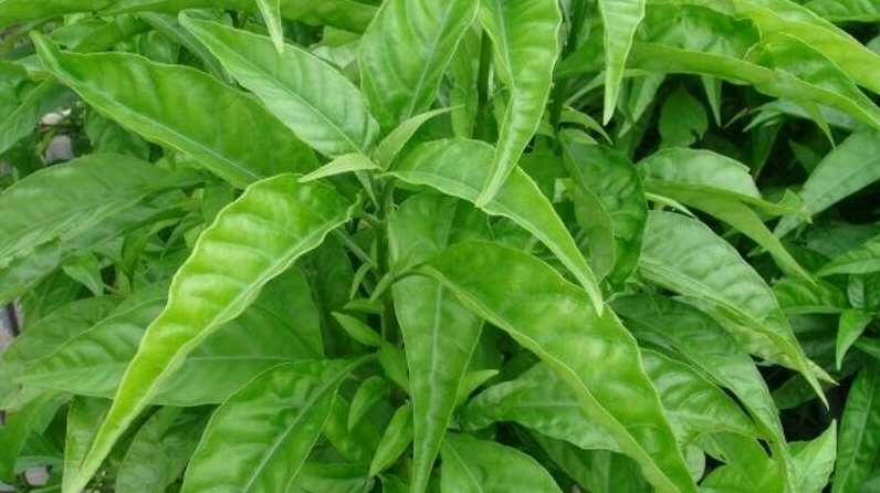 Cây Hoàng Kim Ngọc mọc xanh tốt ở vùng miền núi Việt Nam với dáng cây mộc mạc và nền cảnh tự nhiên yên bình
