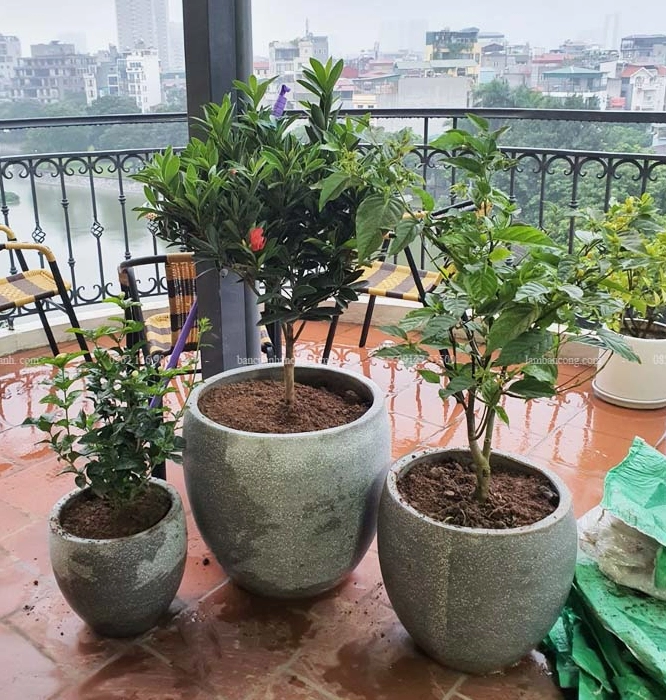 Cây Hoàng Lan công chúa được trồng trong chậu đá mài cao, tạo điểm nhấn thanh lịch cho hiên nhà