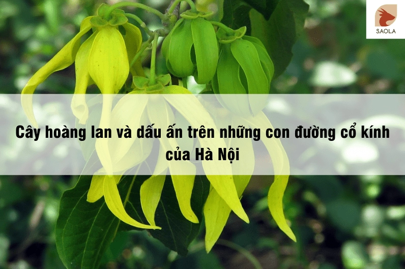 Cây Hoàng Lan hiện diện trên những con đường cổ kính của Hà Nội, gợi cảm giác trầm mặc và thơ mộng