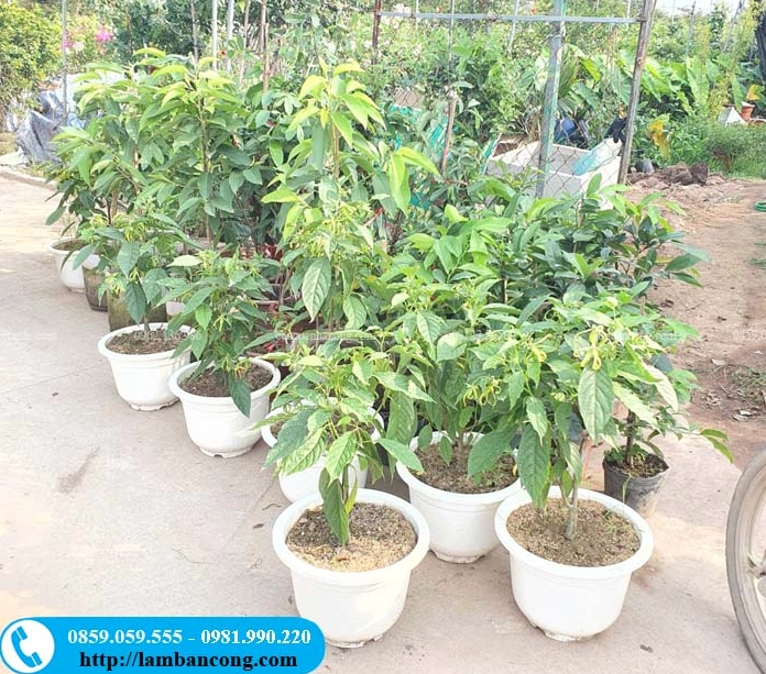 Cây Hoàng Lan lùn có hoa quanh năm với dáng gọn gàng, phù hợp không gian nhỏ và sân vườn xinh