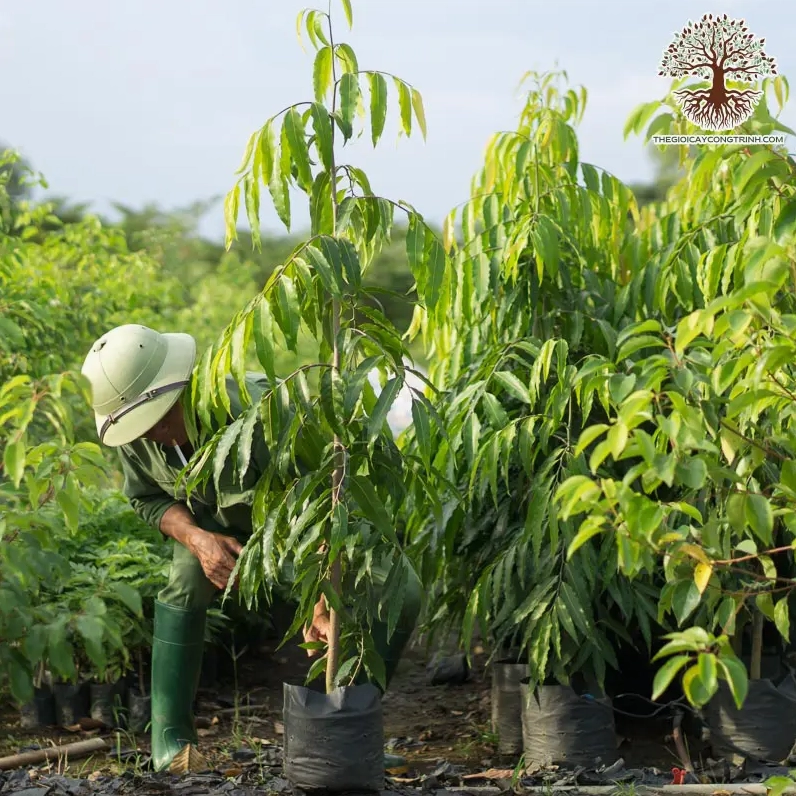 Cây Hoàng Nam dáng thẳng đứng, lá xanh đậm phù hợp trồng hàng tạo nhịp điệu cảnh quan