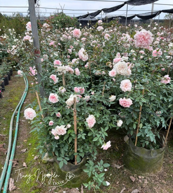 Cây hồng đào mang sắc hoa hồng tươi, dáng hoa duyên dáng trong khung cảnh sân vườn