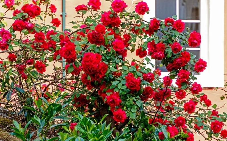 Cây hồng leo Hải Phòng khoe sắc rực rỡ phù hợp với khí hậu vườn nhà Việt Nam