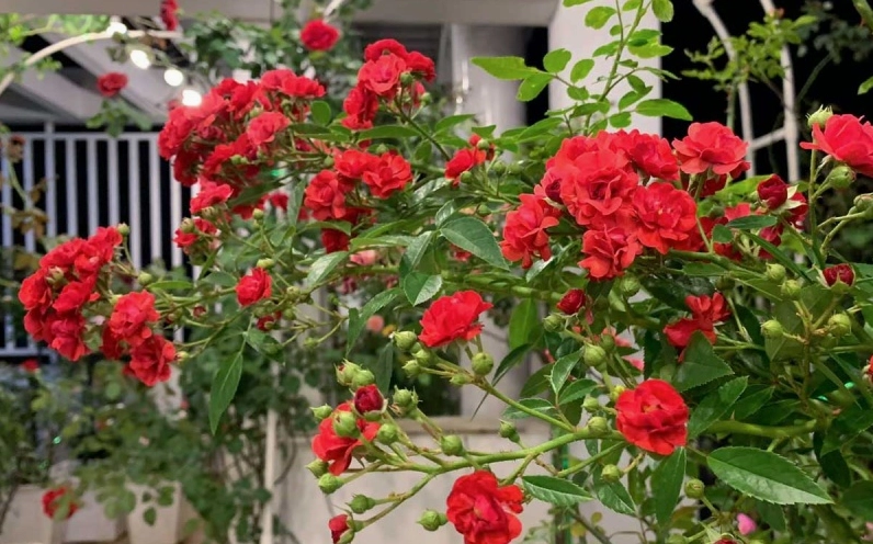Cây hồng leo Red fairy với cụm hoa nhỏ xinh rực rỡ trên nền lá xanh