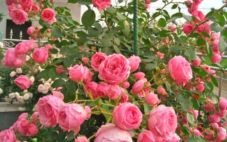 Cây hồng leo với thân vươn dài và tán lá xanh làm nổi bật đặc điểm mềm mại của hoa hồng leo