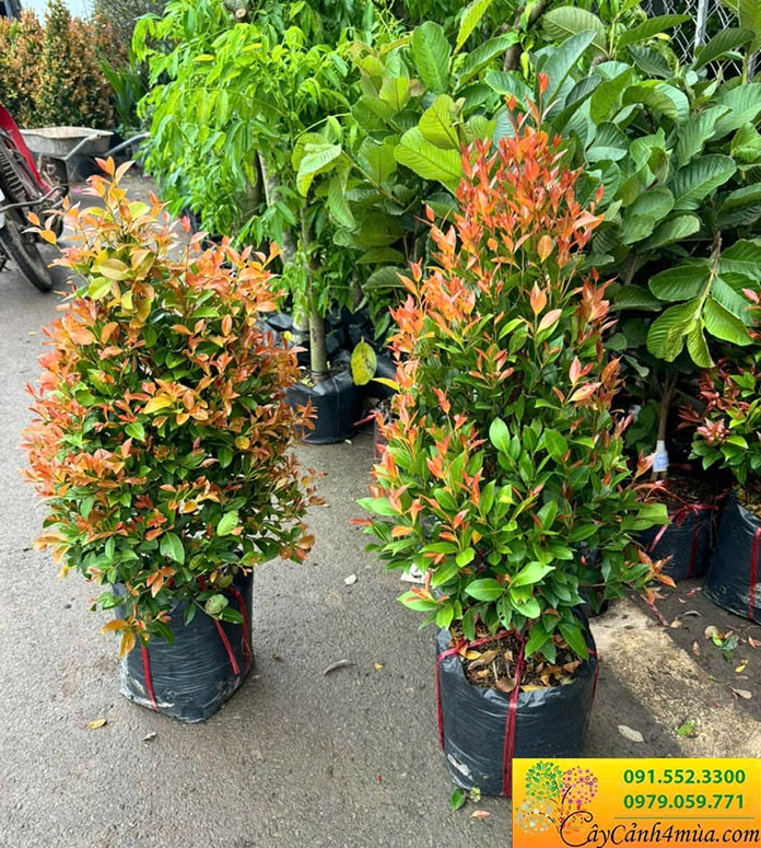 Cây hồng lộc ngọn đỏ rực ở đầu cành, nổi bật giữa mảng cây xanh trong công trình cảnh quan