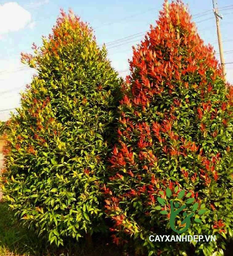 Cây Hồng Lộc với mảng lá non đỏ hồng tạo điểm nhìn rực rỡ trong tiểu cảnh sân vườn