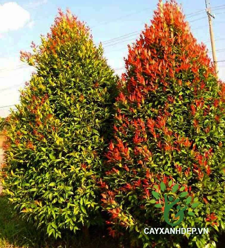 Cây Hồng Lộc với sắc lá đỏ hồng non nổi bật giữa nền xanh mát của cảnh quan