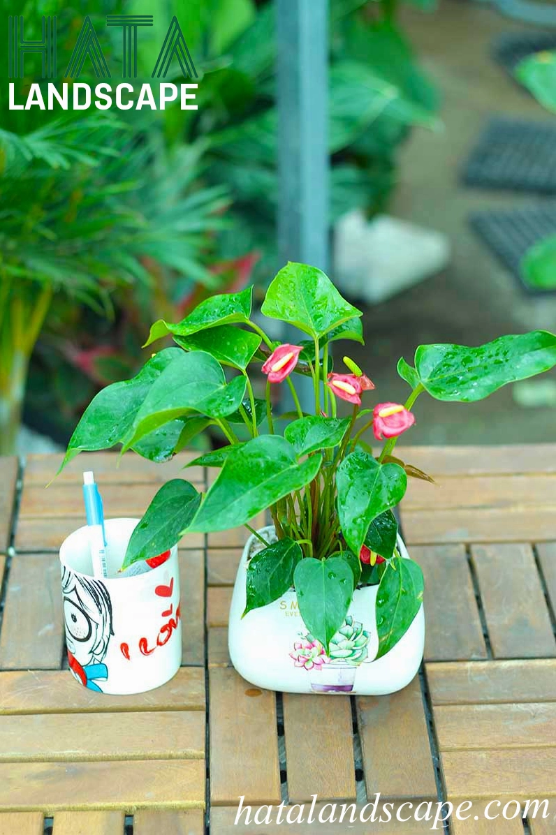 Cây Hồng Môn chậu gốm sứ vành nghiêng với lá xanh bóng và hoa đỏ nổi bật