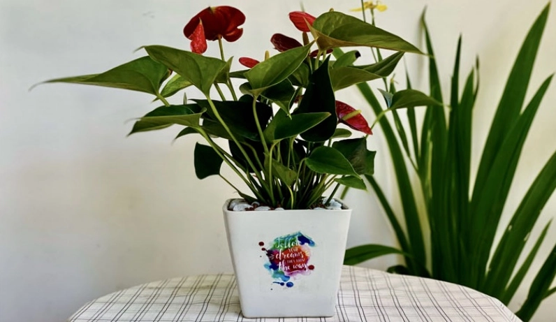 Cây hồng môn đỏ được dùng để tượng trưng cho may mắn và sự ấm áp trong phong thủy gia đình