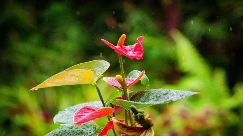 Cây hồng môn được chăm sóc trong chậu với tán lá xanh khỏe và hoa nổi bật