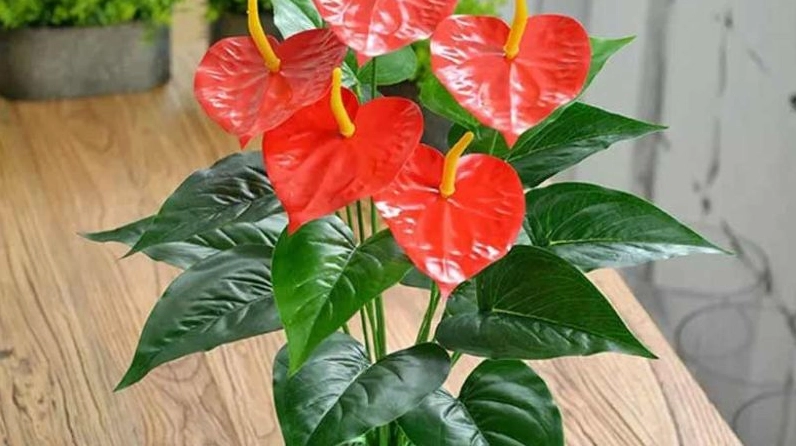 Cây Hồng Môn khoe mo hoa đỏ bóng nổi bật trên nền lá xanh đậm, tạo tương phản mạnh và quyến rũ