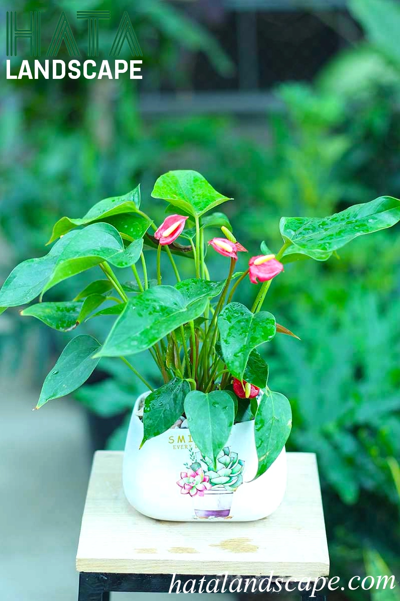 Cây Hồng Môn trong chậu gốm sứ vành nghiêng vẽ họa tiết tạo vẻ trang nhã