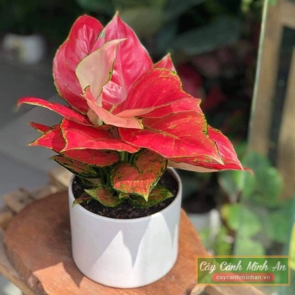 Cây hồng phát lộc để bàn có sắc lá nổi bật dùng làm điểm nhấn màu trong góc cây nhỏ