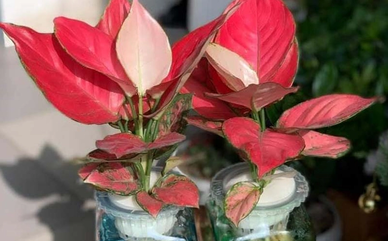 Cây Hồng Phát Lộc mang vẻ rực rỡ của may mắn với những lá đỏ hồng tươi sáng