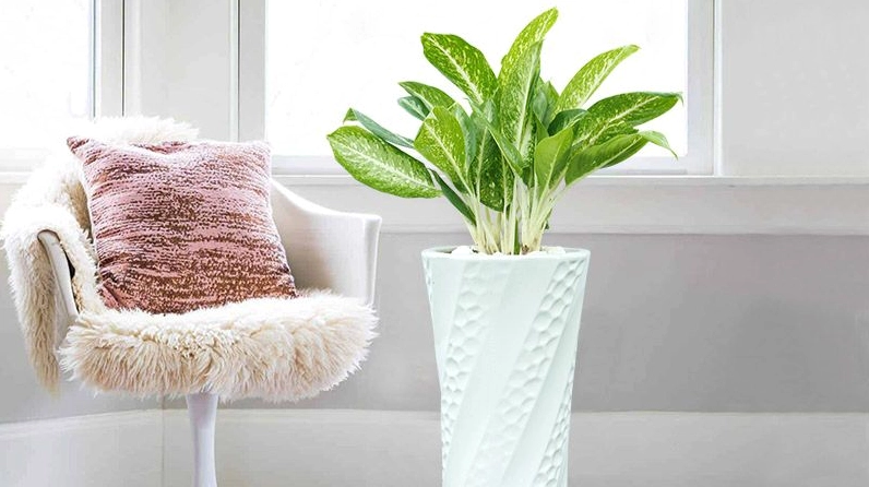Cây Huy Hoàng với lá pha vàng xanh bắt sáng tốt, nổi bật trong khung hình như một điểm nhấn ấm áp