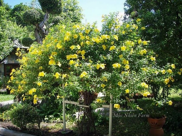 Cây huỳnh anh thân đứng tỏa nhiều nhánh xanh khỏe và điểm xuyết nhiều bông vàng