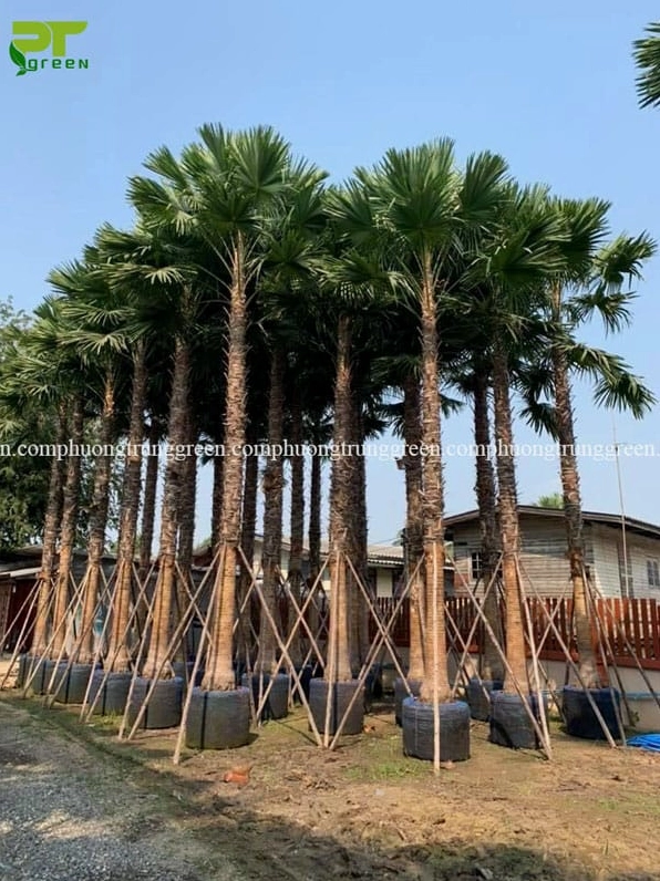 Cây Kè Mỹ đứng nổi bật giữa nền trời sáng với tán lá xòe tròn tạo cảm giác thoáng đạt