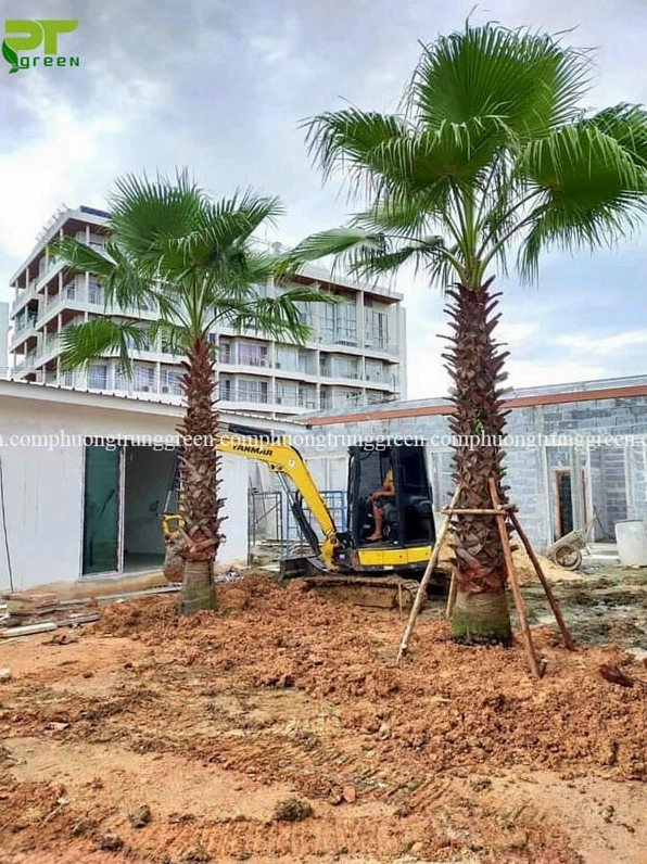 Cây Kè Mỹ nổi bật với vẻ xanh mát trong không gian ngoài trời ngập nắng