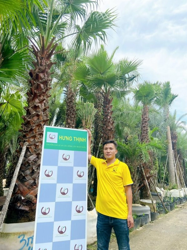 Cây Kè Mỹ với thân cột chắc khỏe và tán lá xanh đậm gợi cảm giác vững chãi trong khuôn viên thoáng sáng
