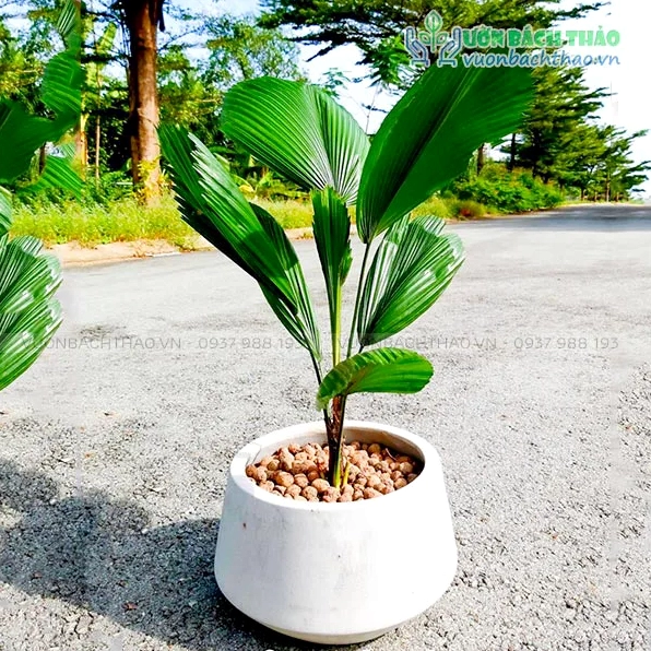 Cây Kè Nhật chậu đứng có dáng thanh cao và phần lá mở rộng đẹp mắt