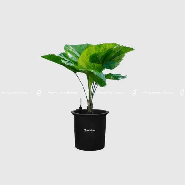 Cây Kè Nhật chụp cận cảnh với tán lá quạt xanh mướt nổi bật trên nền sáng