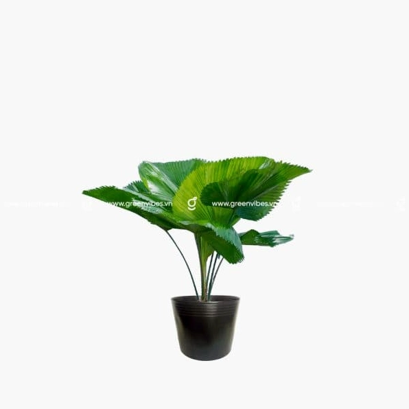 Cây Kè Nhật dáng gọn đẹp trong chậu phù hợp trang trí nội thất hiện đại