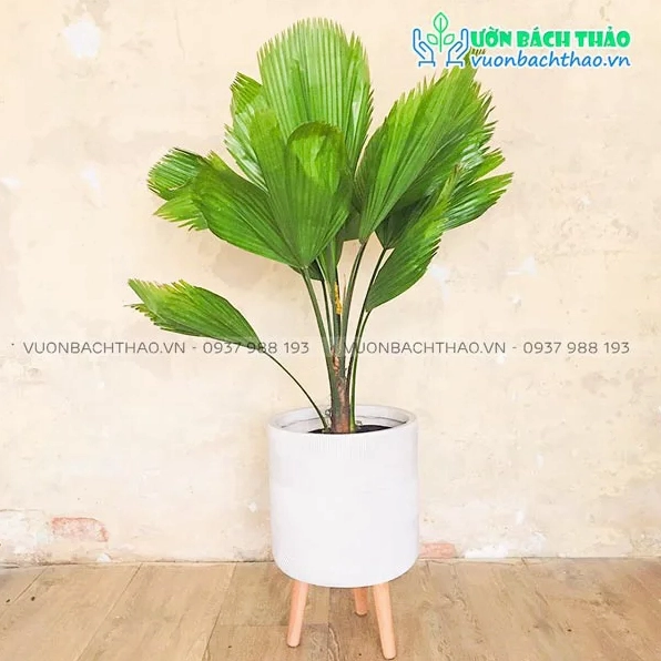 Cây Kè Nhật dùng trang trí nội thất với vẻ xanh mát làm dịu căn phòng