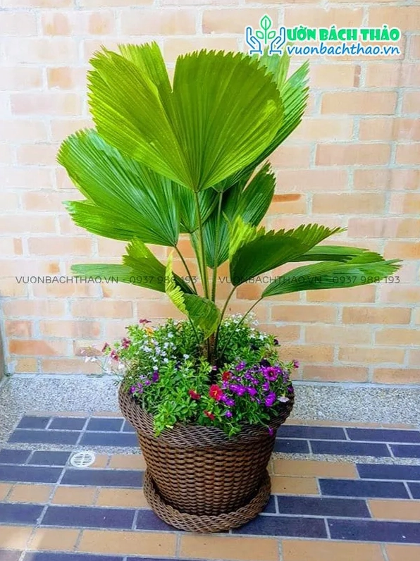 Cây Kè Nhật trang trí sân vườn mang nét nhiệt đới thanh lịch dưới ánh sáng ngoài trời