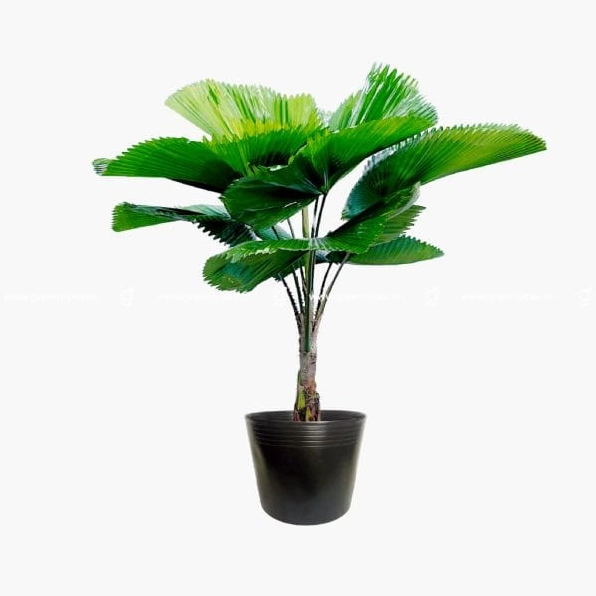 Cây Kè Nhật trong chậu với sắc lá xanh sâu nổi bật trên nền ảnh sáng và gọn gàng