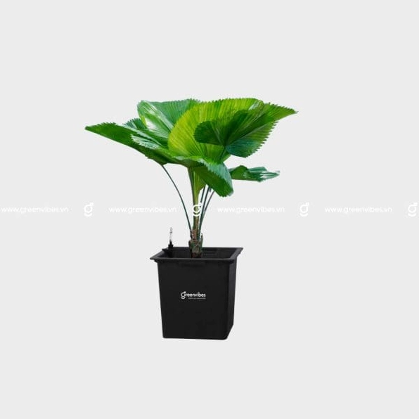 Cây Kè Nhật với tán lá xếp lớp hài hòa tạo cảm giác đầy đặn và thanh lịch