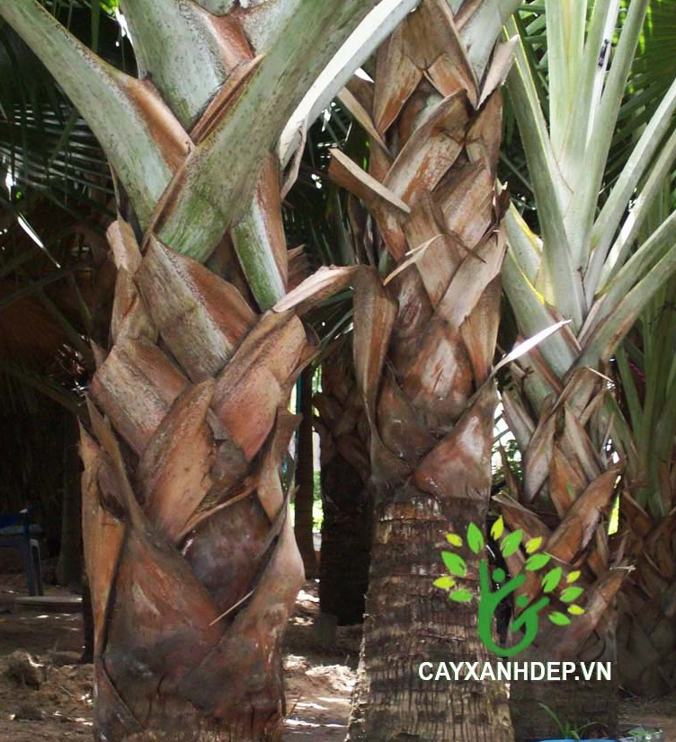 Cây Kè Xanh Mỹ trong khung cảnh ngoài trời với màu lá xanh mướt và thân cây khỏe khoắn