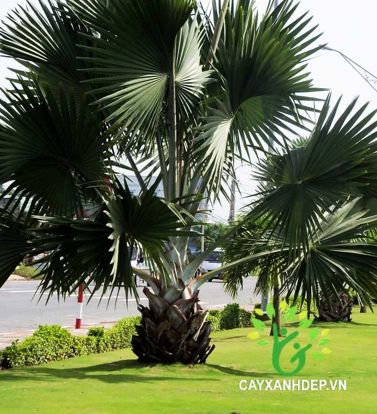 Cây Kè Xanh Mỹ với tán lá lớn xòe đều, sắc xanh đậm nổi bật trong không gian sân vườn